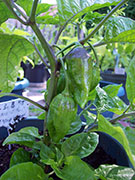 Trinidad Moruga Scorpion
