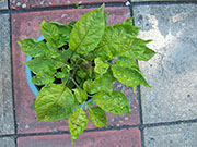 Trinidad Moruga Scorpion
