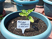 Trinidad Moruga Scorpion