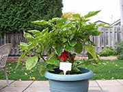 Trinidad Moruga Scorpion
