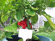 Trinidad Moruga Scorpion