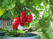 Trinidad Moruga Scorpion