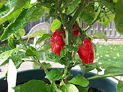 Trinidad Moruga Scorpion