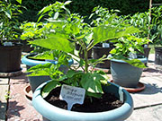 Trinidad Moruga Scorpion