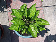 Trinidad Moruga Scorpion