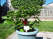 Trinidad Moruga Scorpion