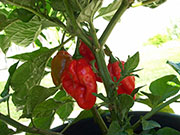 Trinidad Moruga Scorpion