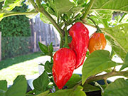 Trinidad Moruga Scorpion