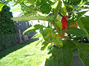 Trinidad Moruga Scorpion