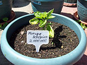 Trinidad Moruga Scorpion