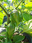 Trinidad Moruga Scorpion