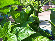 Trinidad Moruga Scorpion