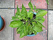 Trinidad Moruga Scorpion