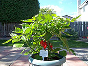 Trinidad Moruga Scorpion