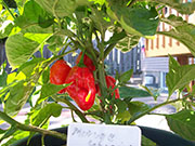 Trinidad Moruga Scorpion