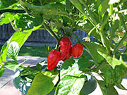 Trinidad Moruga Scorpion