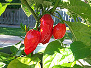 Trinidad Moruga Scorpion