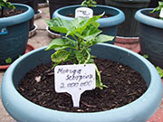 Trinidad Moruga Scorpion