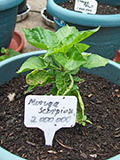 Trinidad Moruga Scorpion