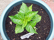 Trinidad Moruga Scorpion