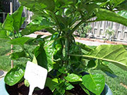 Trinidad Moruga Scorpion