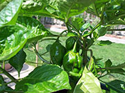 Trinidad Moruga Scorpion