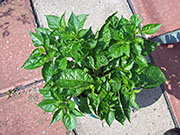 Trinidad Moruga Scorpion