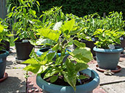 Trinidad Moruga Scorpion