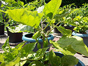 Trinidad Moruga Scorpion