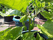 Trinidad Moruga Scorpion