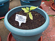 Trinidad Moruga Scorpion