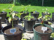 Numex Sandia
