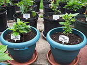 Orange Bhut Jolokia