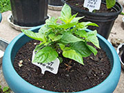 Orange Bhut Jolokia