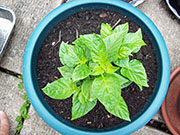 Orange Bhut Jolokia