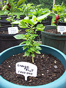 Orange Bhut Jolokia