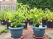 Orange Bhut Jolokia