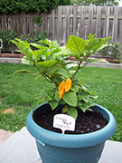 Orange Bhut Jolokia