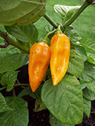 Orange Bhut Jolokia