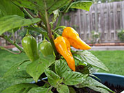 Orange Bhut Jolokia