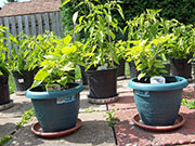 Orange Bhut Jolokia