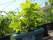 Orange Bhut Jolokia