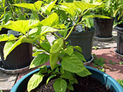 Orange Bhut Jolokia