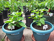 Orange Bhut Jolokia