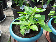 Orange Bhut Jolokia