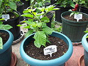 Orange Bhut Jolokia