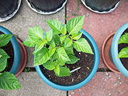 Orange Bhut Jolokia
