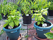 Orange Bhut Jolokia