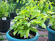 Orange Bhut Jolokia