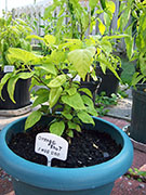 Orange Bhut Jolokia